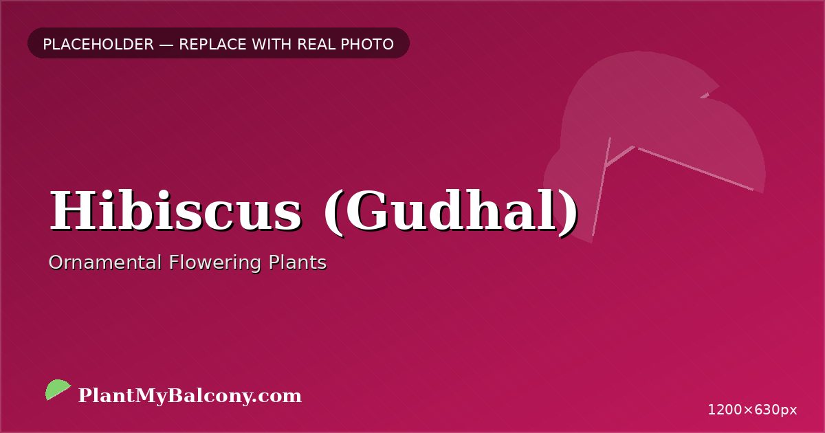 Hibiscus (Gudhal) plant India