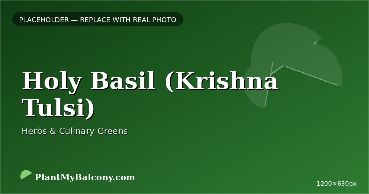 Holy Basil (Krishna Tulsi)