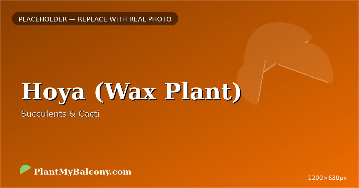 Hoya (Wax Plant) plant India