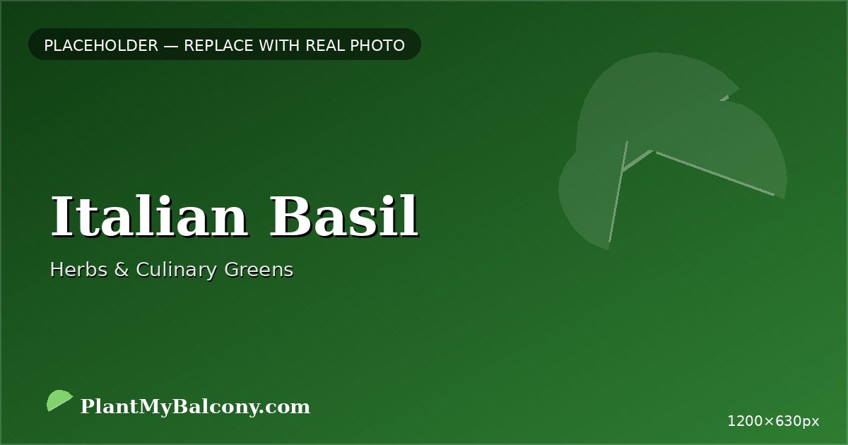 Italian Basil plant India