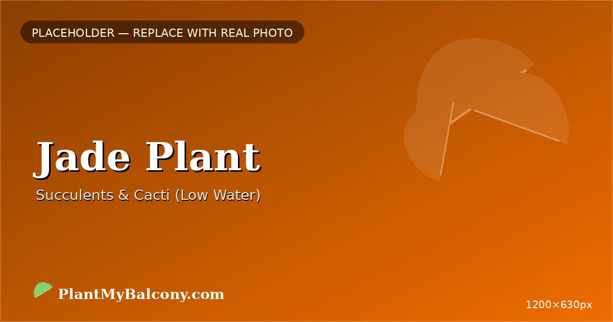 Jade Plant plant India