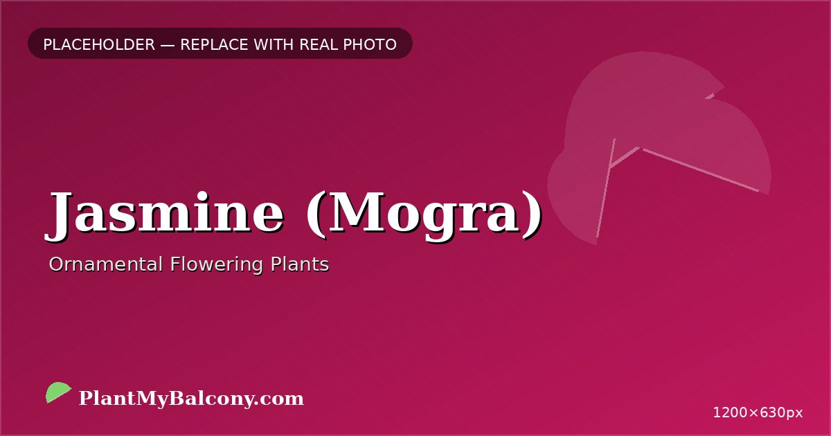 Jasmine (Mogra) plant India