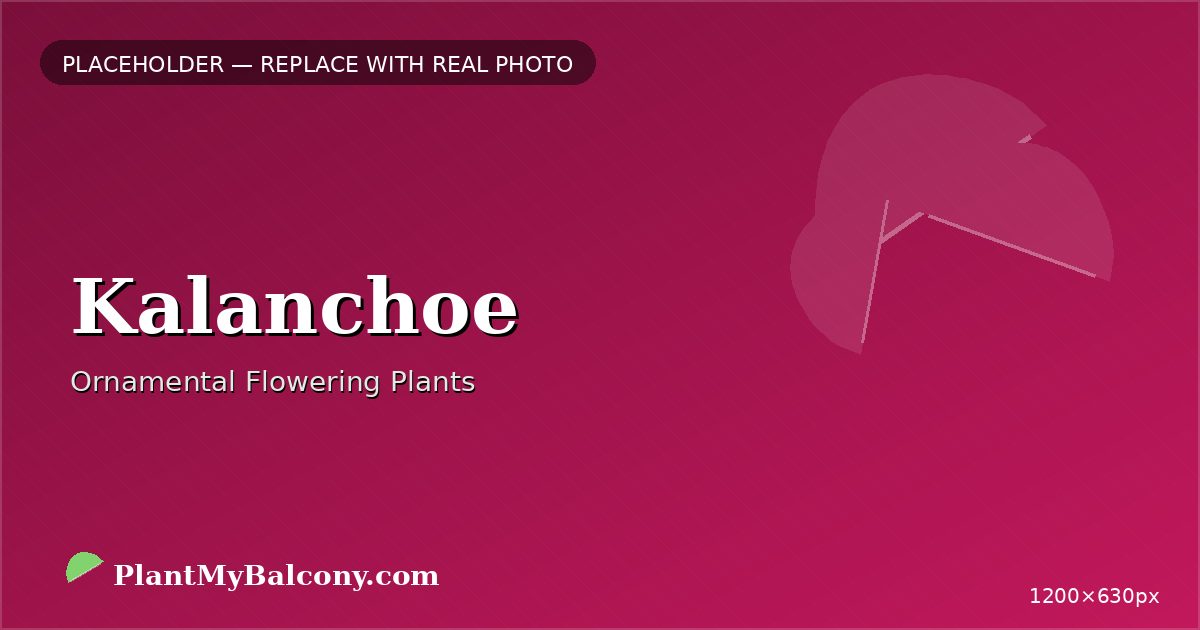 Kalanchoe plant India