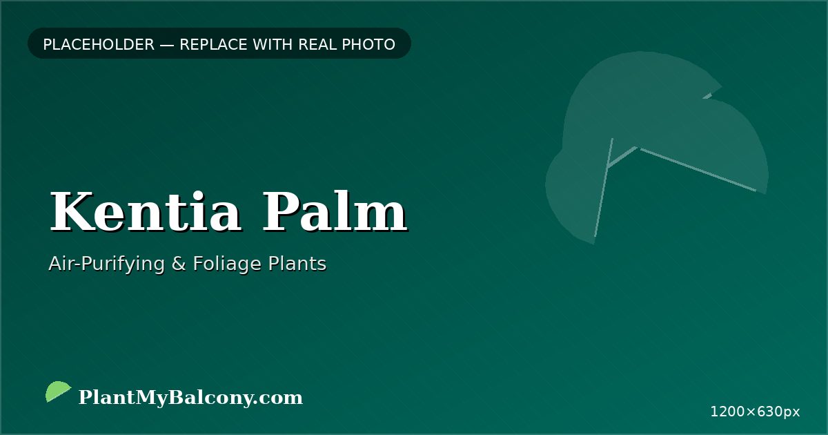 Kentia Palm