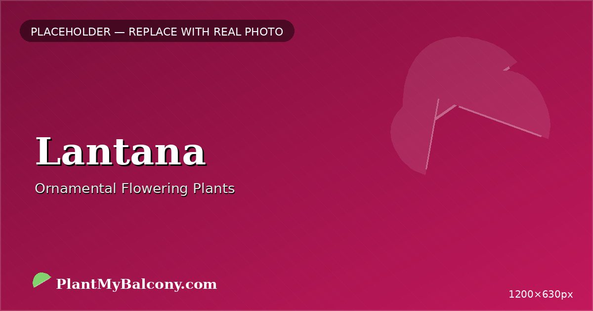 Lantana plant India
