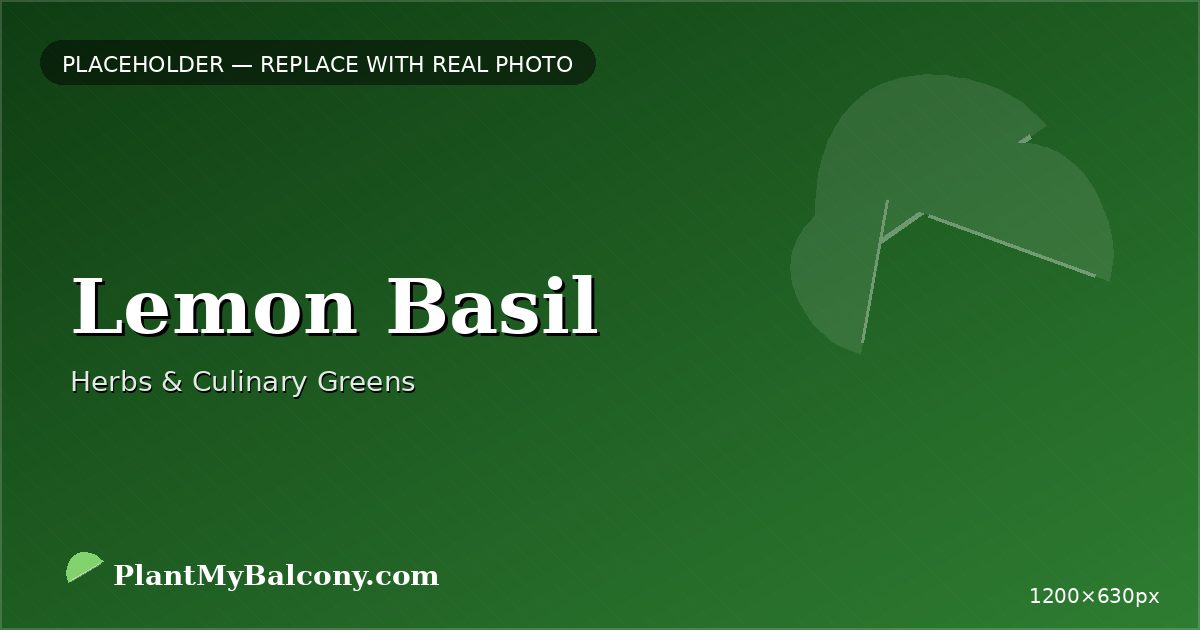Lemon Basil plant India