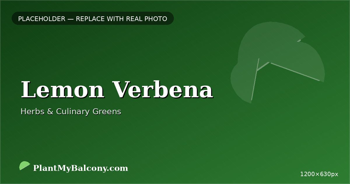 Lemon Verbena plant India