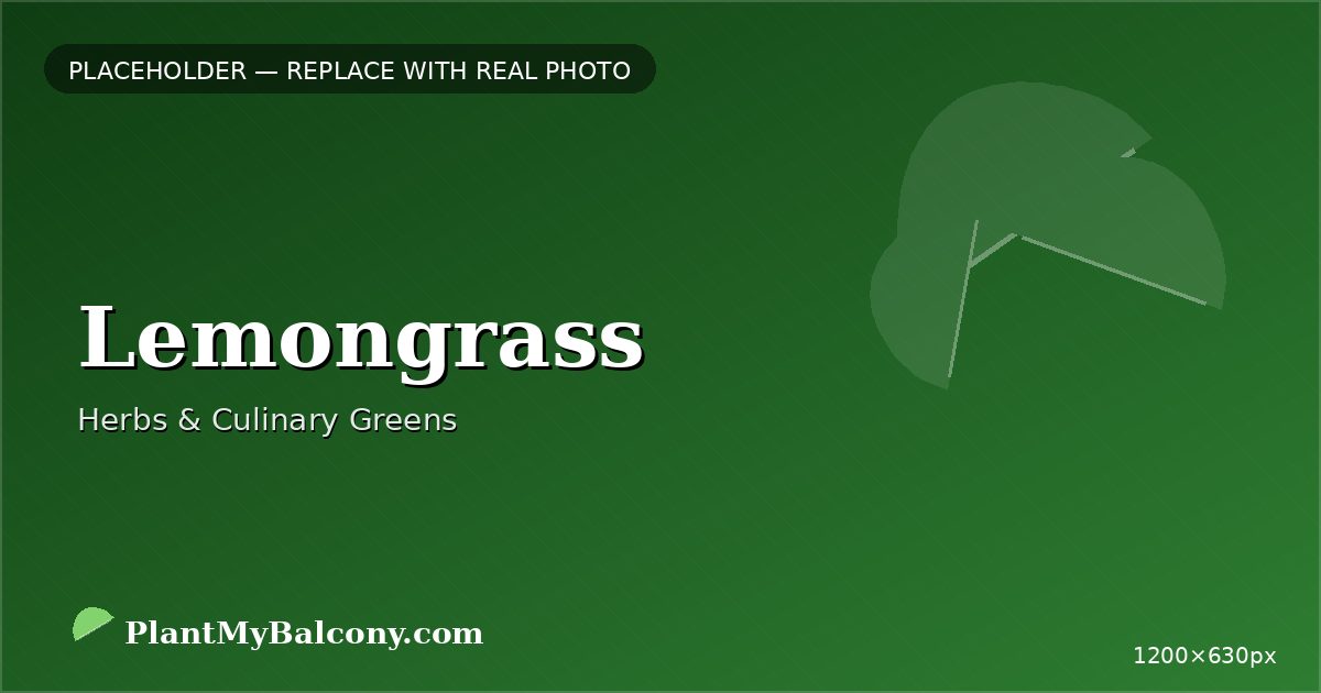 Lemongrass plant India