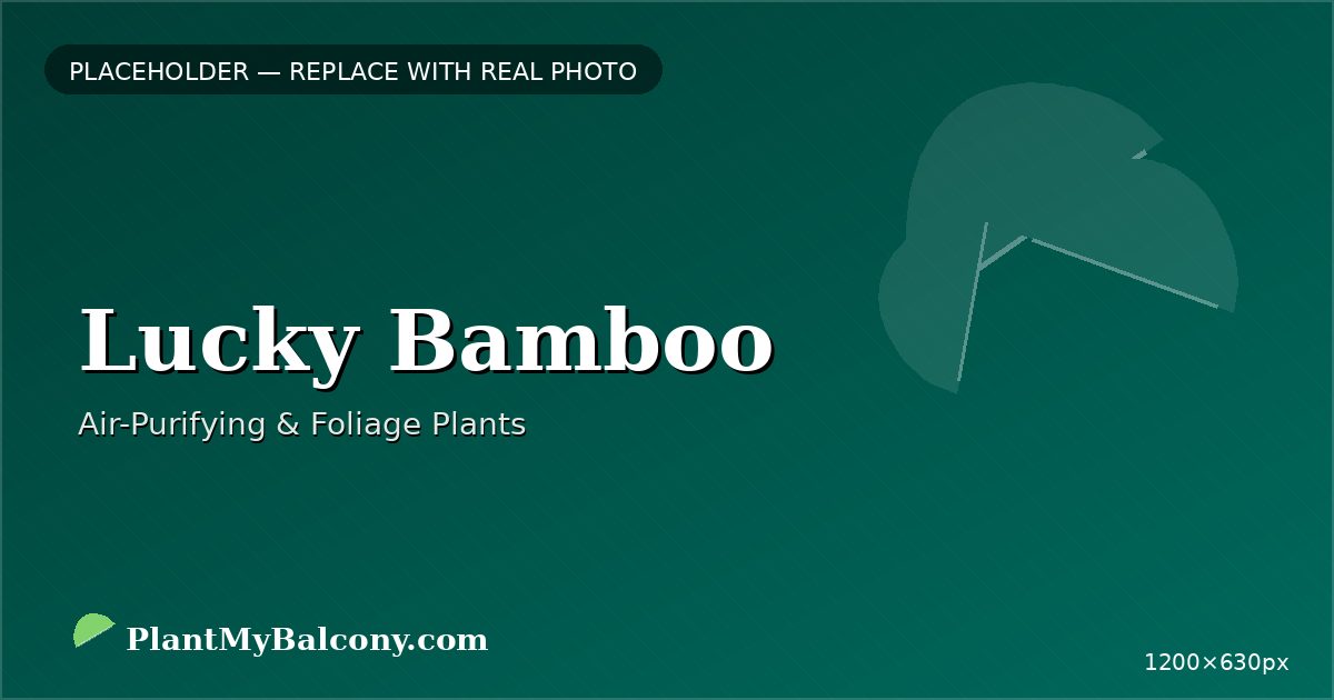 Lucky Bamboo plant India