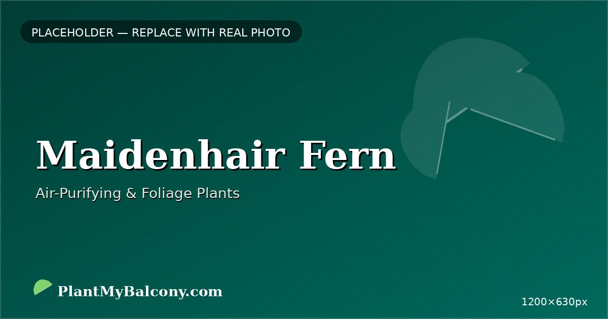 Maidenhair Fern plant India