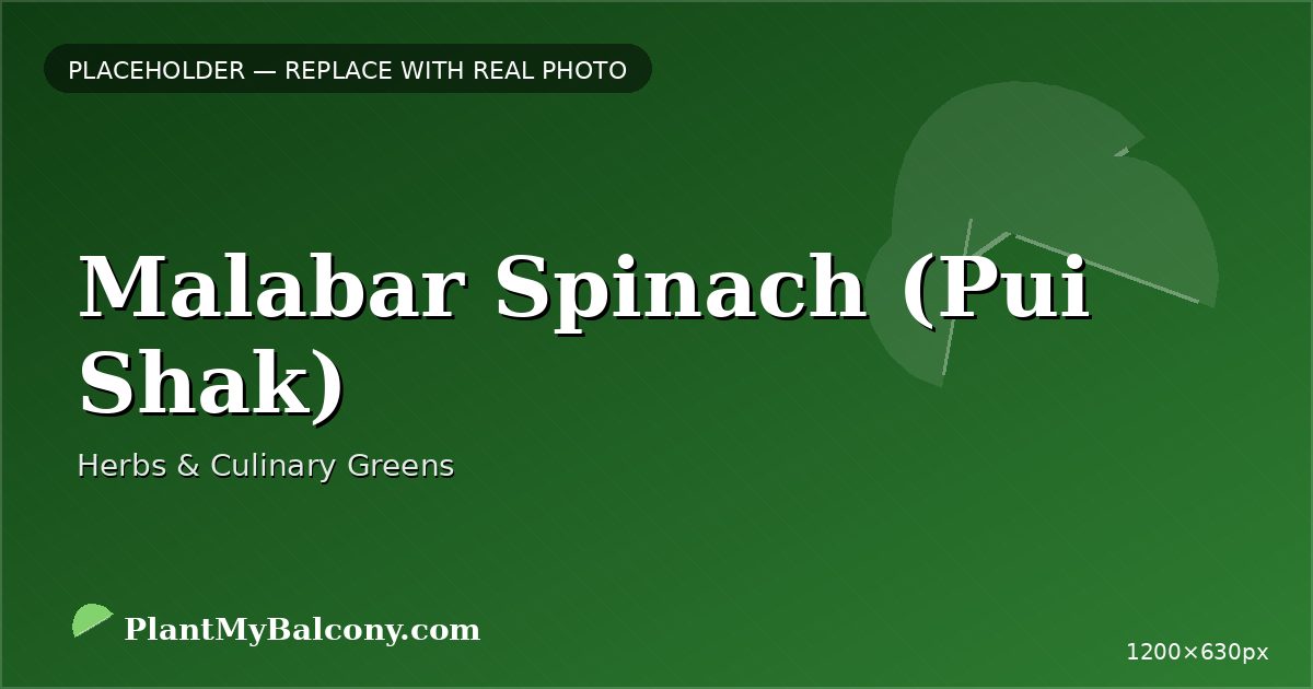Malabar Spinach (Pui Shak) plant India