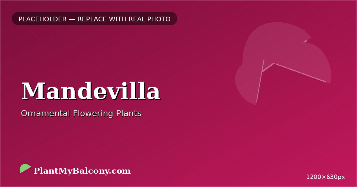 Mandevilla