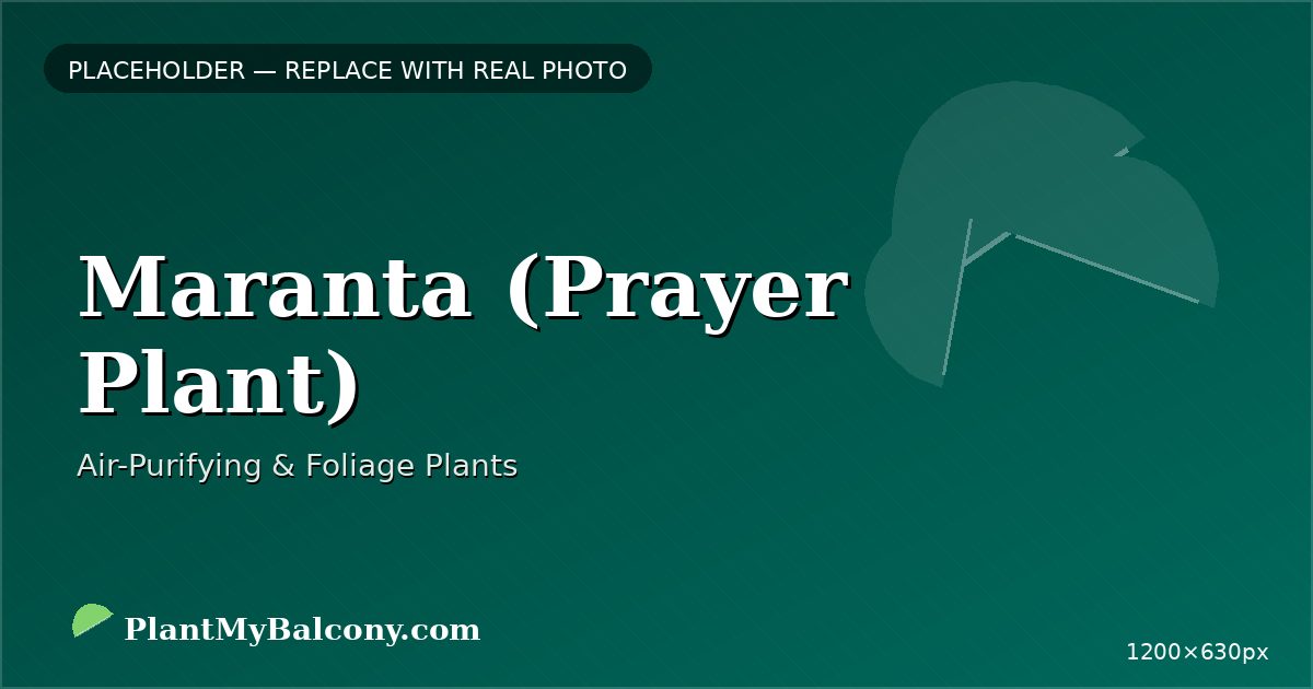 Maranta (Prayer Plant)
