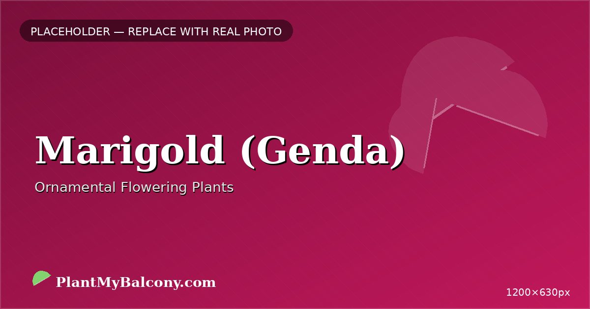 Marigold (Genda) plant India