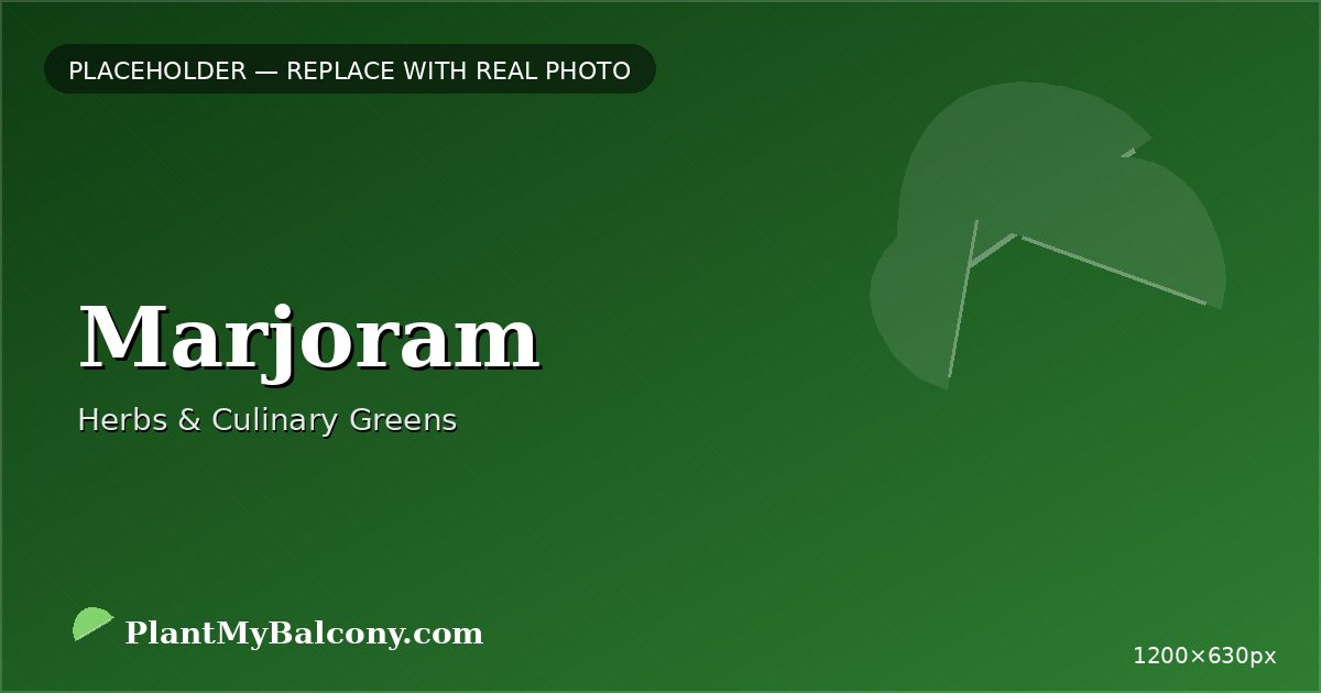 Marjoram