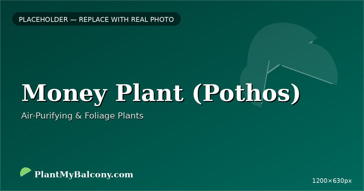 Money Plant (Pothos) plant India