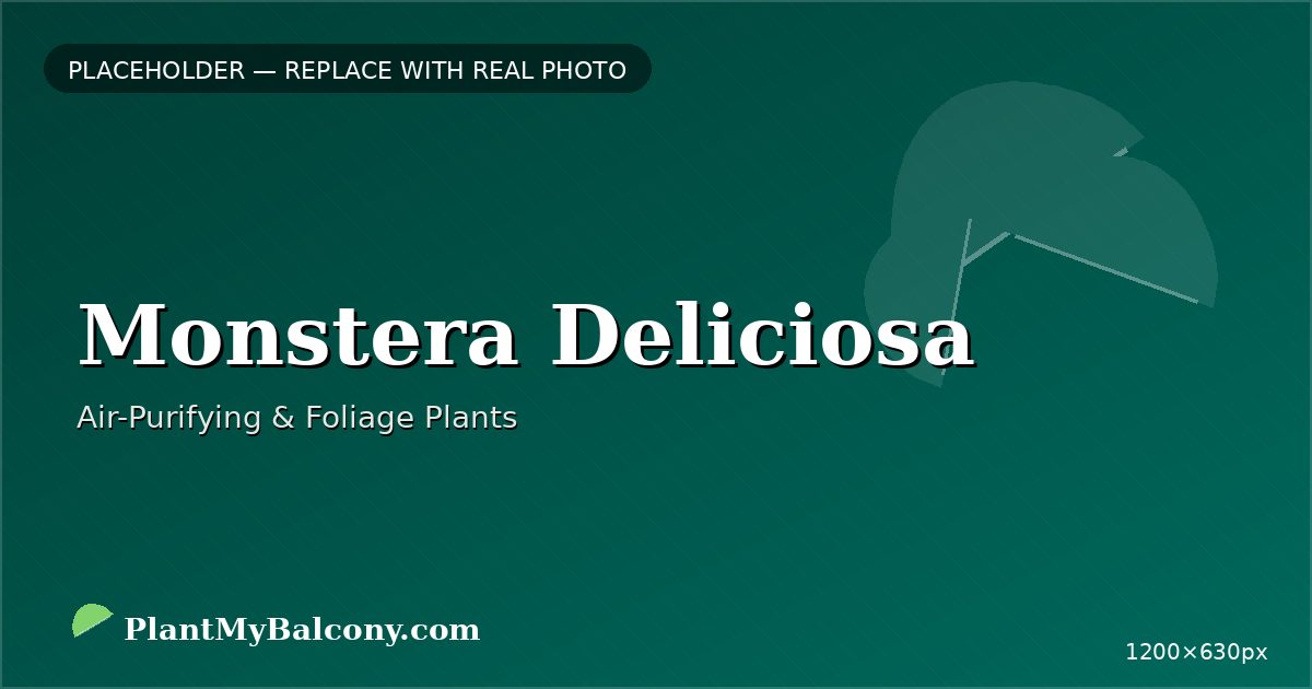 Monstera Deliciosa plant India