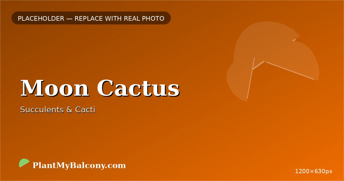 Moon Cactus