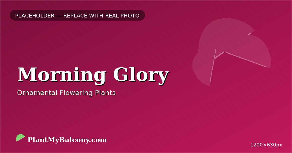 Morning Glory plant India
