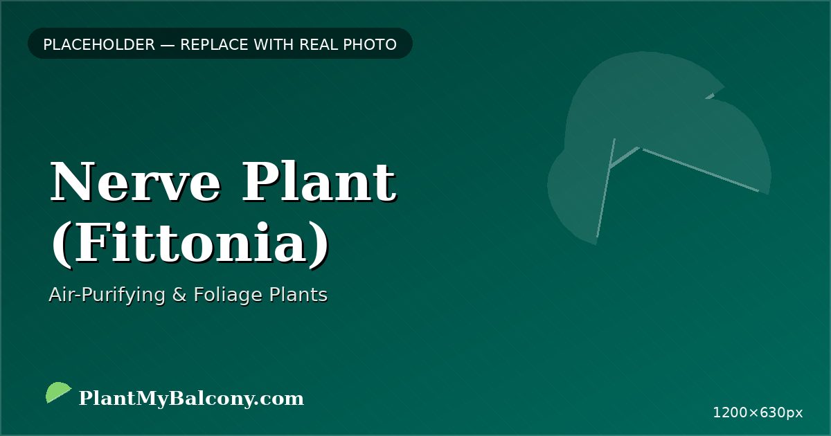 Nerve Plant (Fittonia)