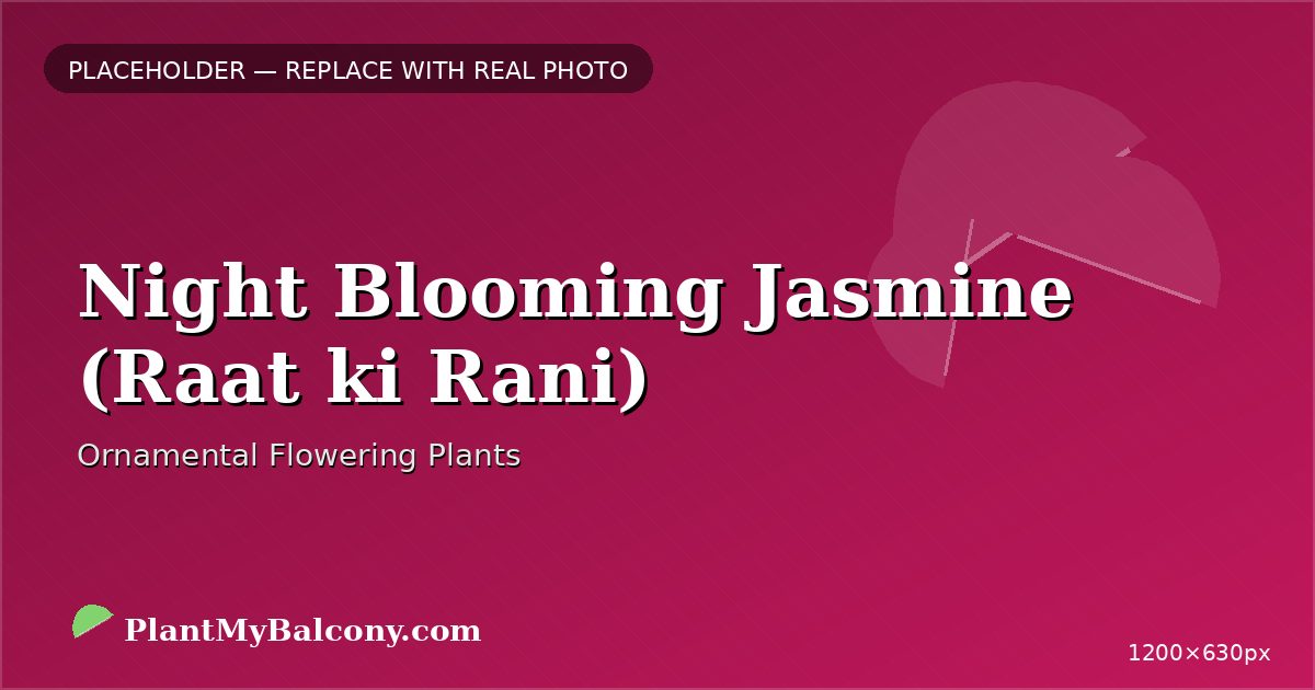 Night Blooming Jasmine (Raat ki Rani) plant India