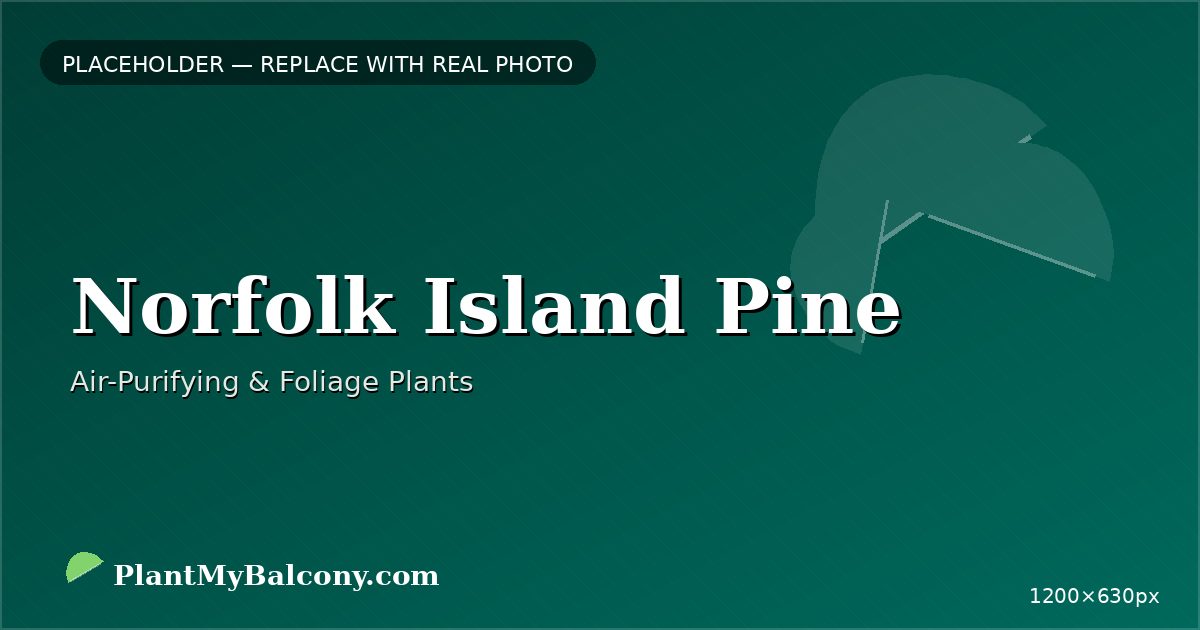 Norfolk Island Pine plant India