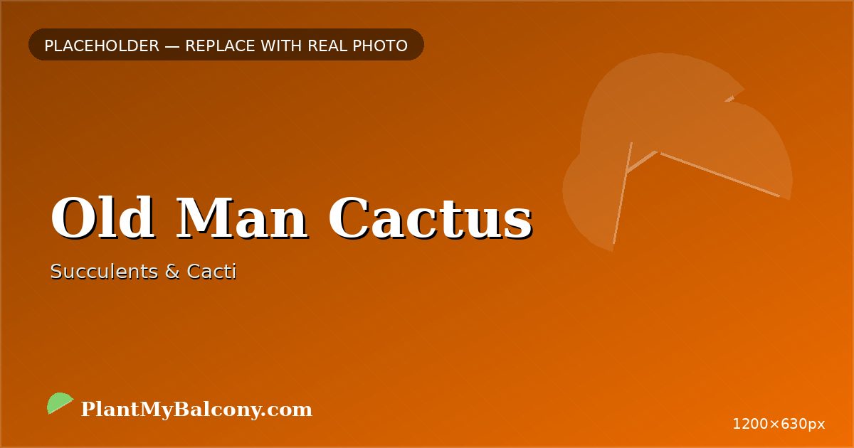 Old Man Cactus