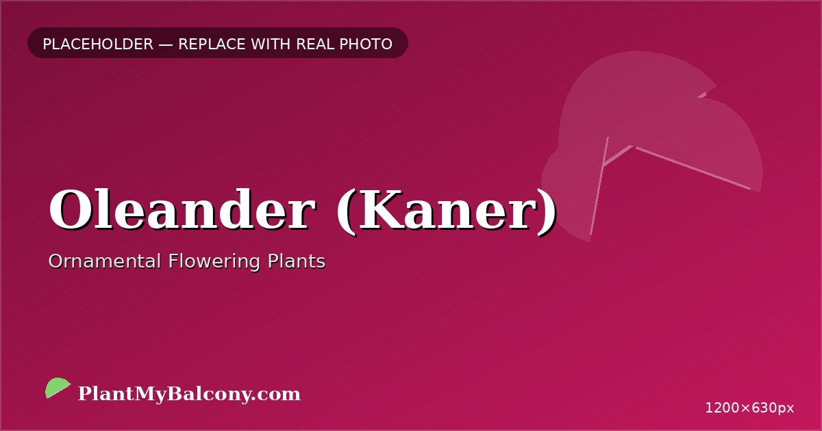 Oleander (Kaner) plant India