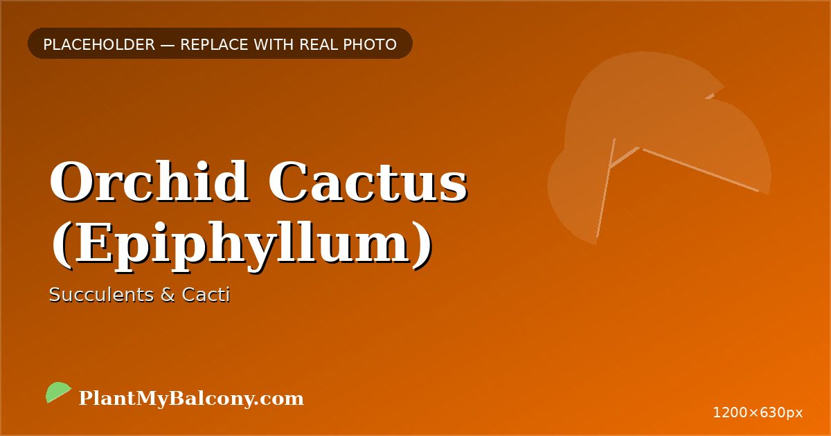 Orchid Cactus (Epiphyllum) plant India