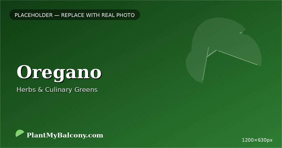 Oregano plant India