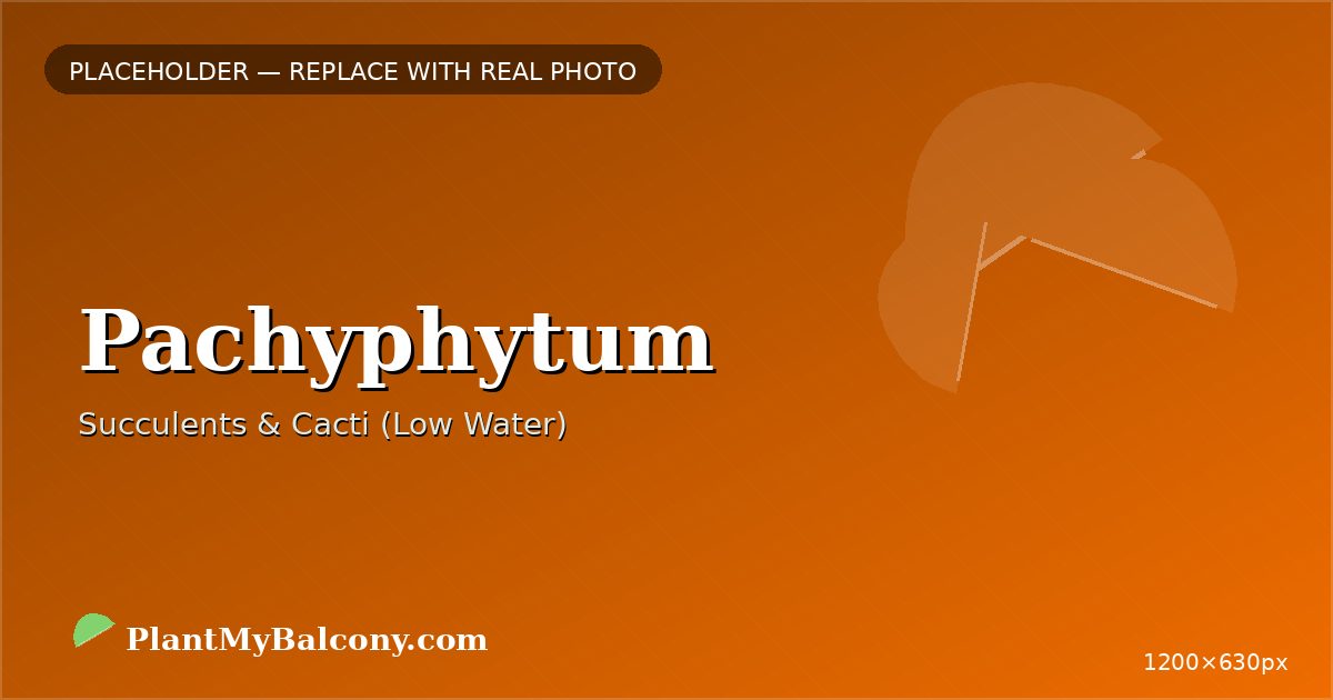 Pachyphytum plant India