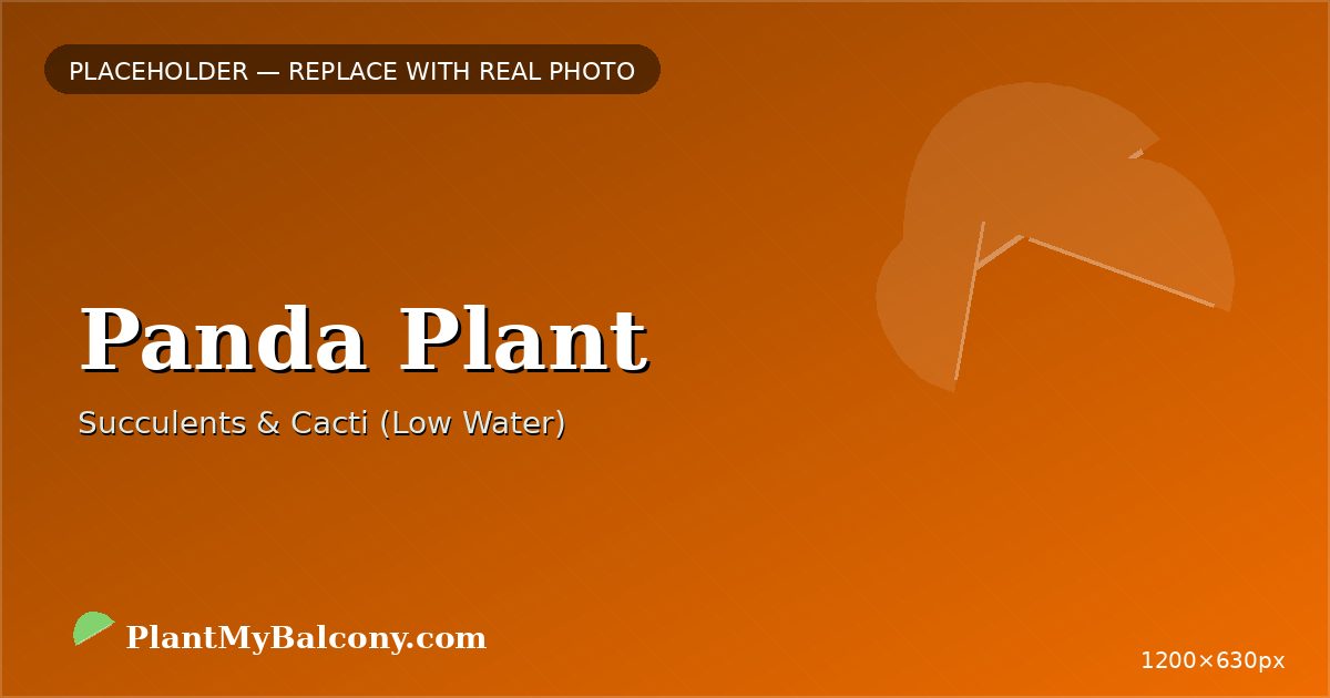 Panda Plant plant India