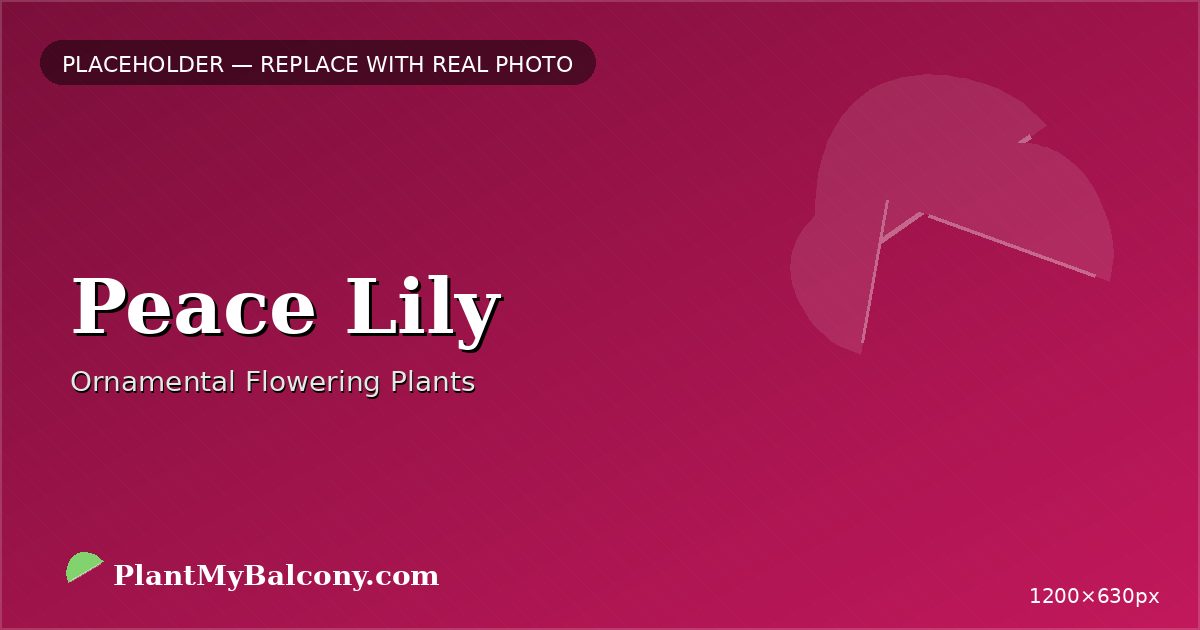 Peace Lily plant India