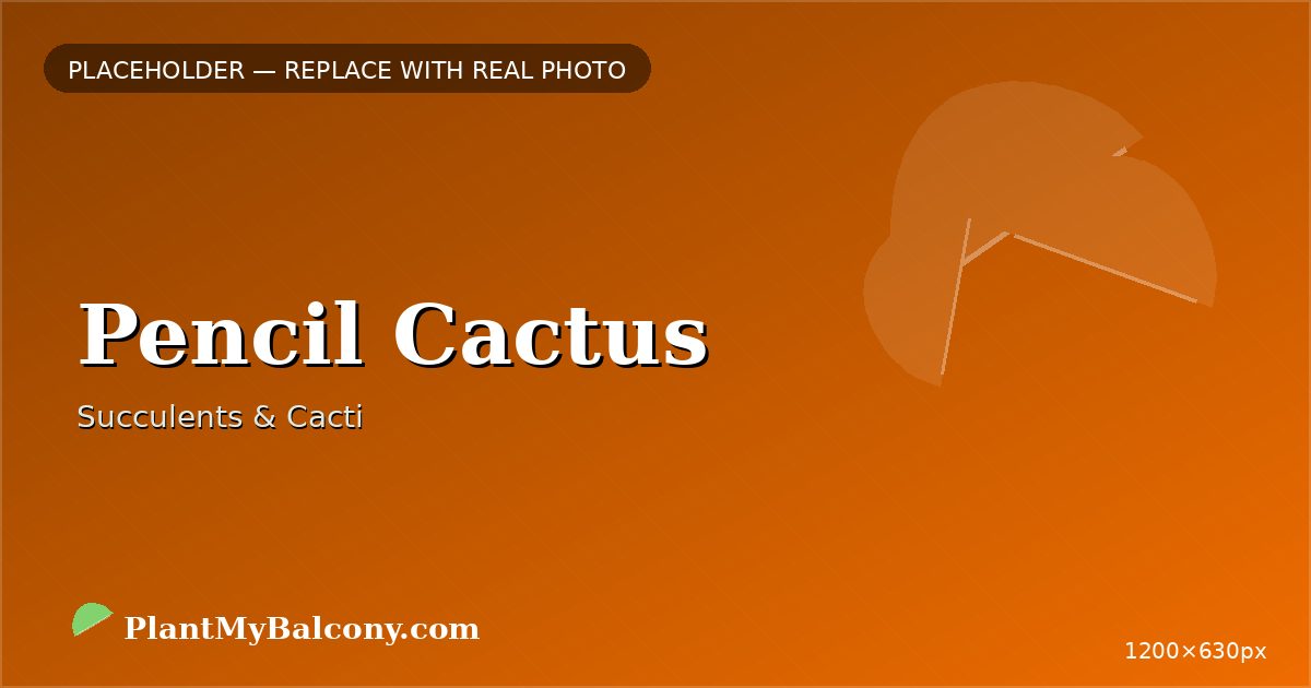 Pencil Cactus
