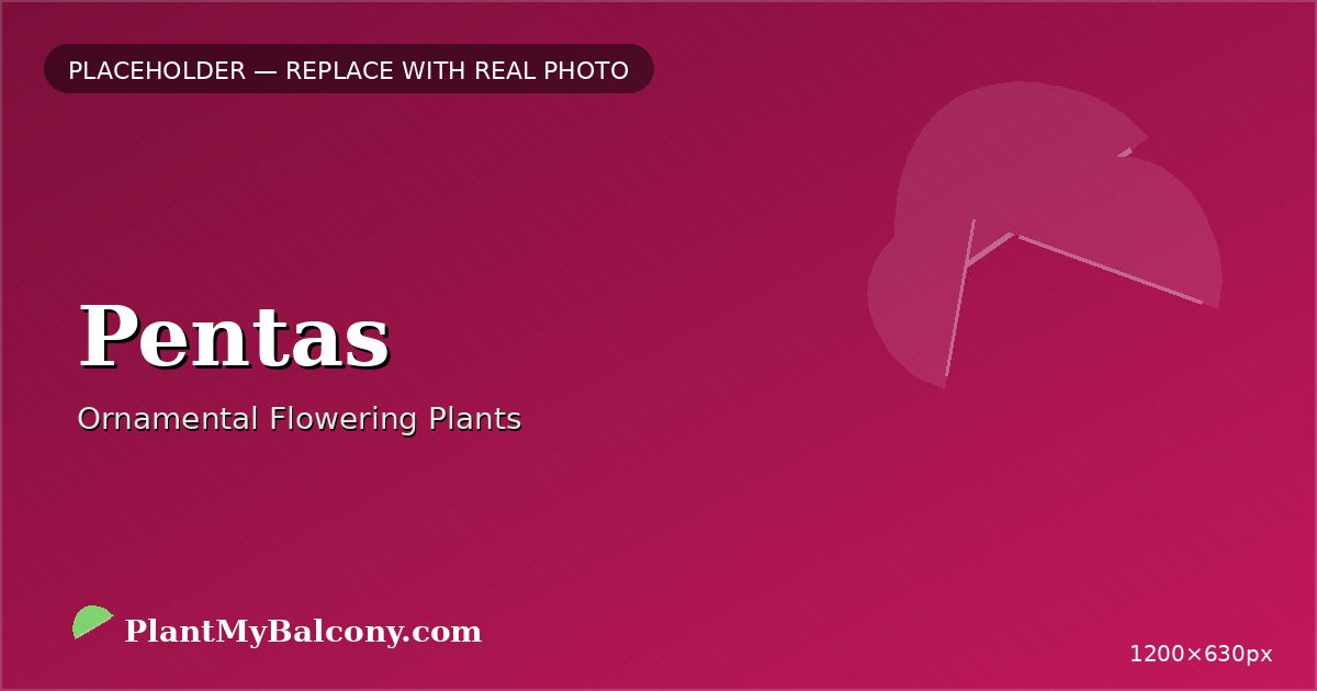 Pentas plant India