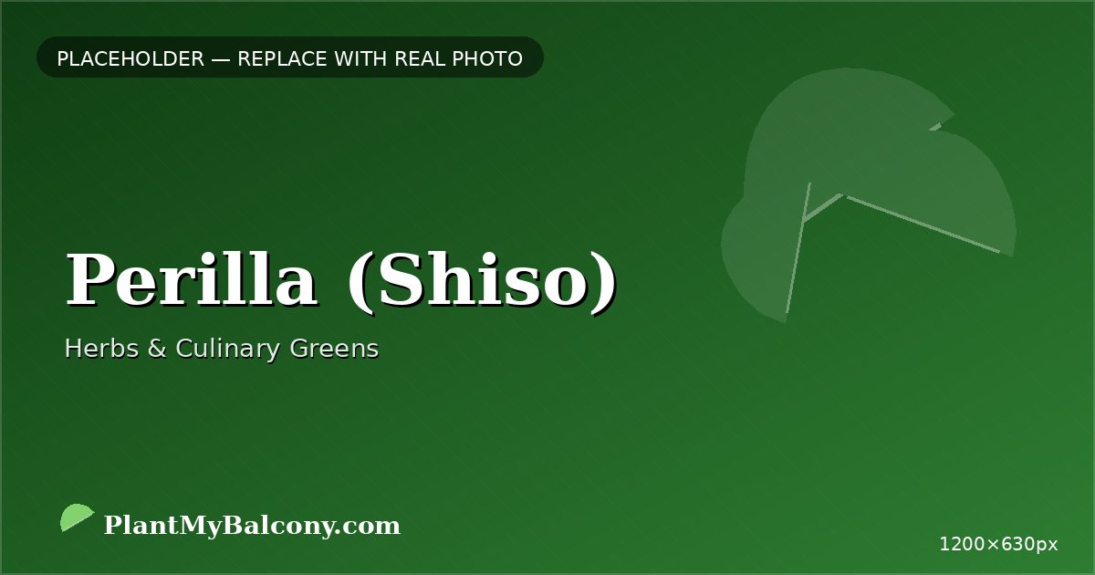 Perilla (Shiso)