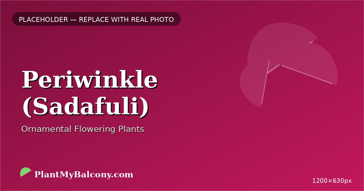 Periwinkle (Sadafuli) plant India