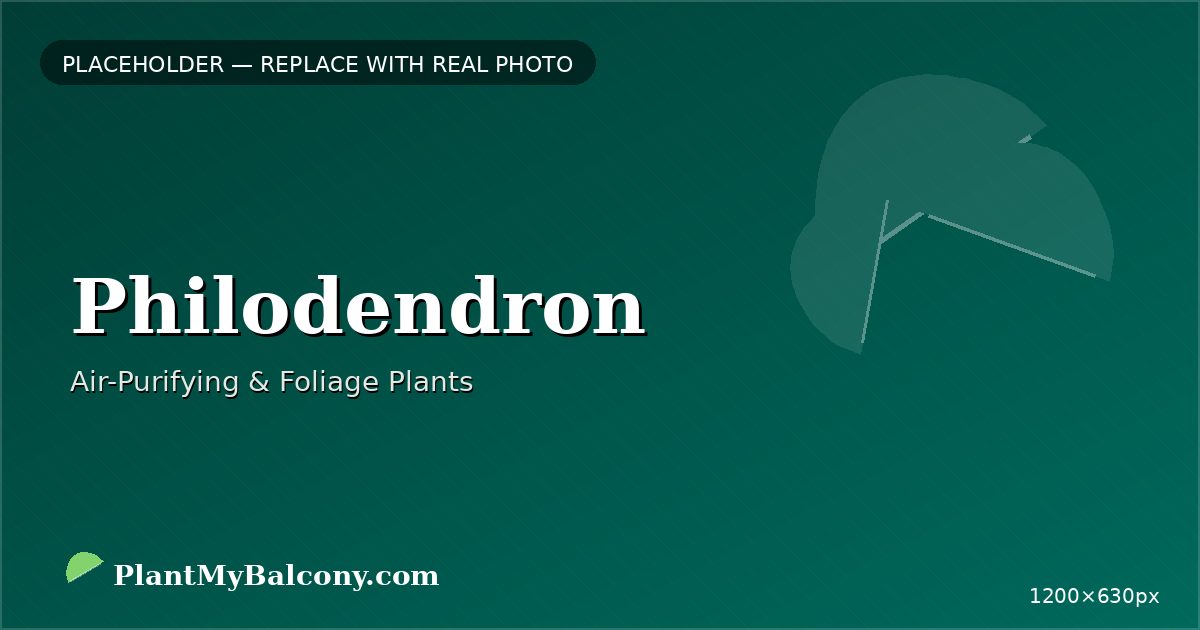 Philodendron plant India