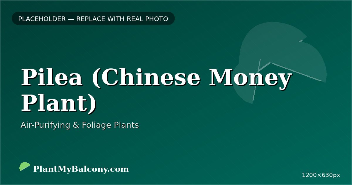 Pilea (Chinese Money Plant)