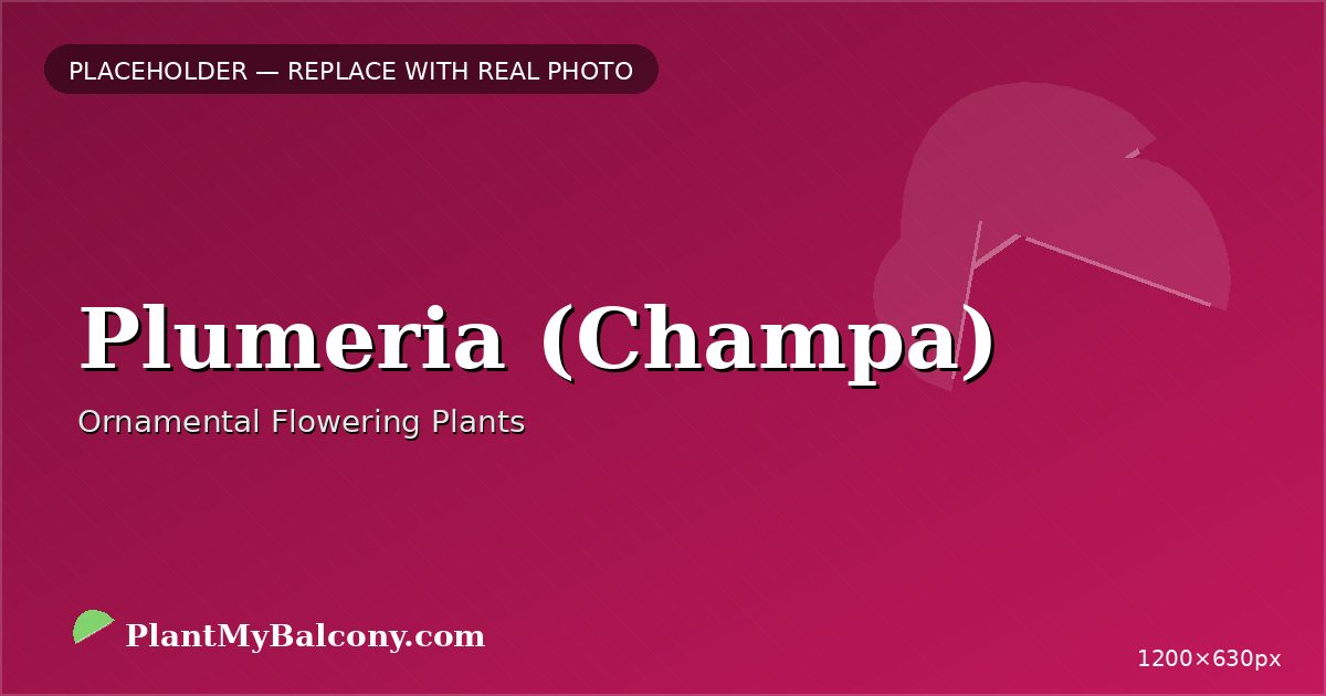 Plumeria (Champa) plant India