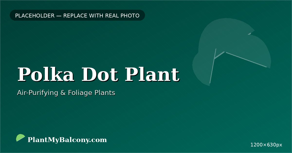 Polka Dot Plant plant India