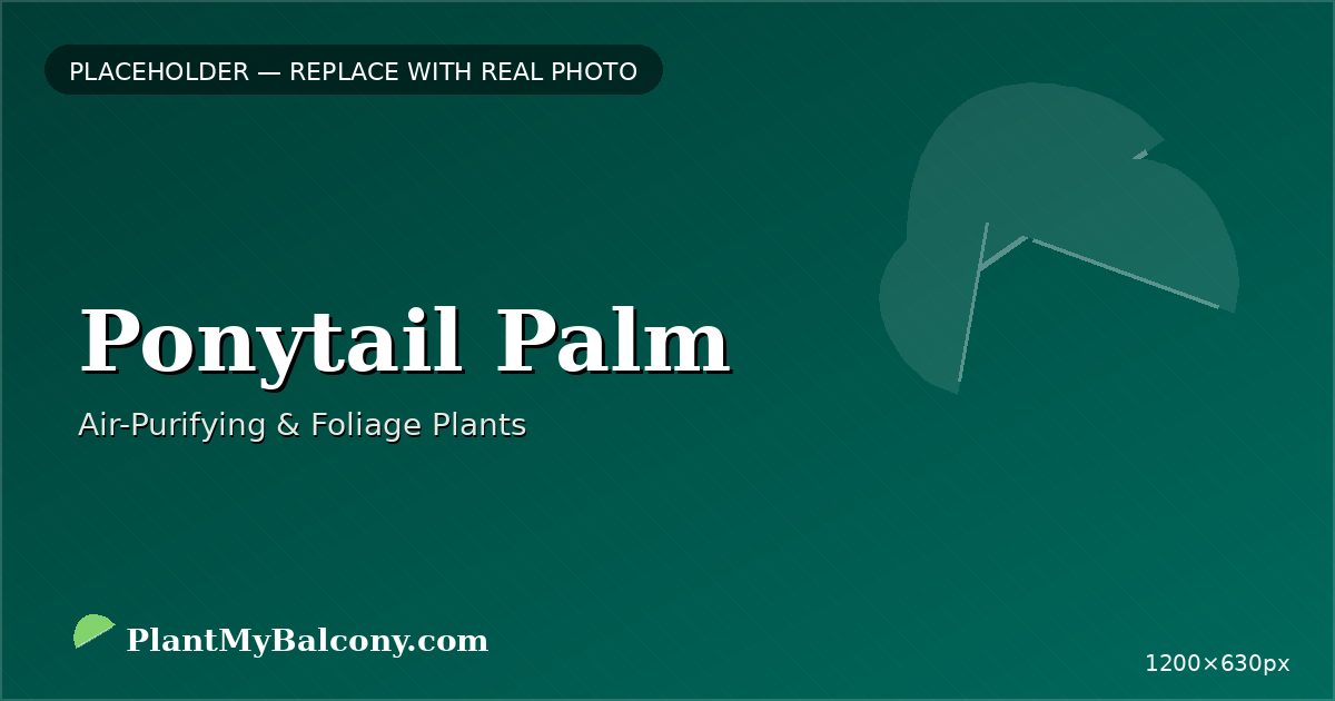 Ponytail Palm