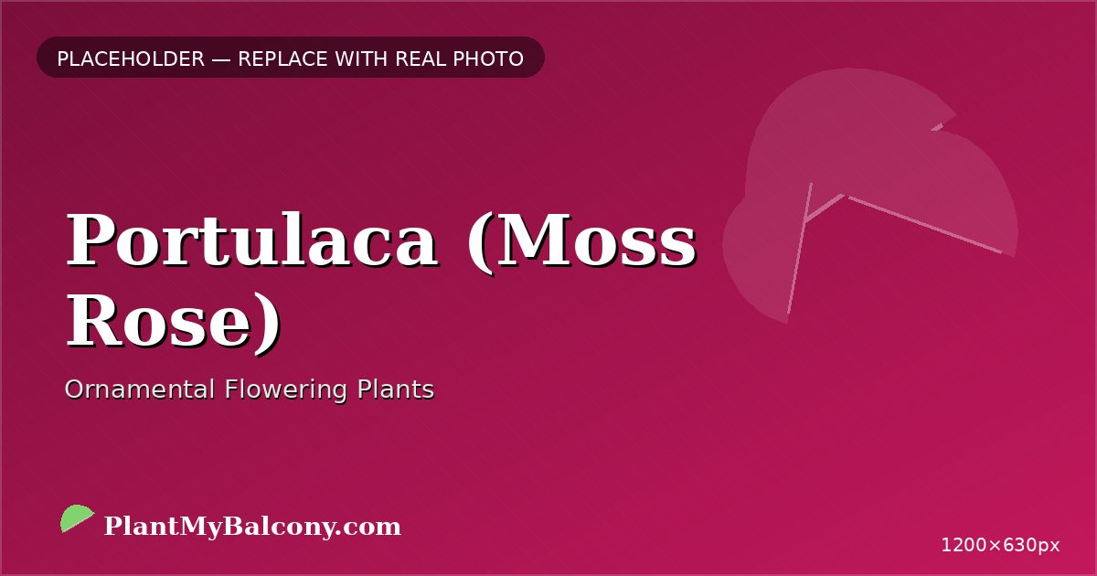 Portulaca (Moss Rose) plant India
