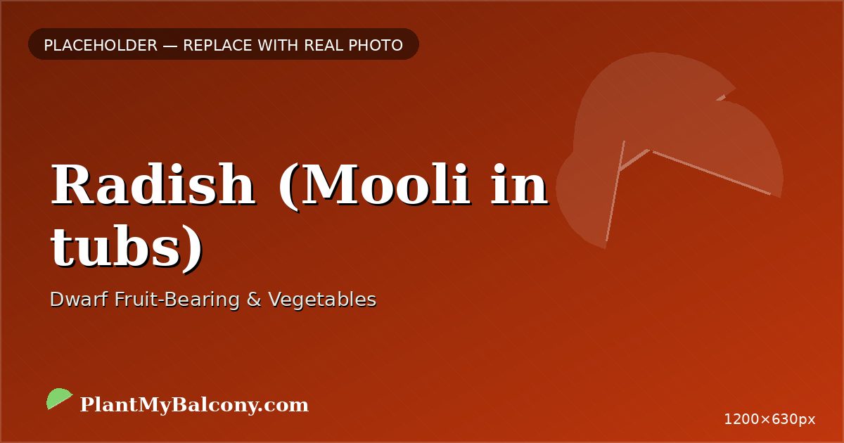 Radish (Mooli in tubs) plant
