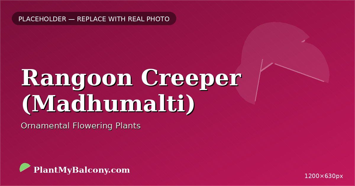 Rangoon Creeper (Madhumalti) plant India