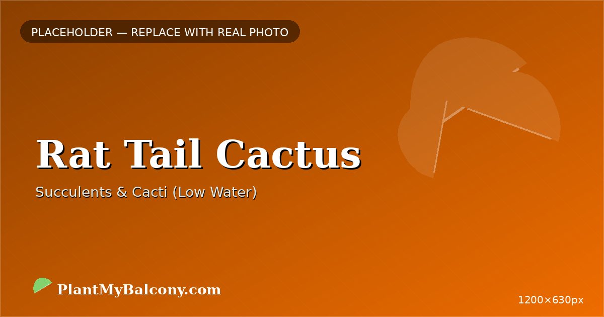 Rat Tail Cactus plant India