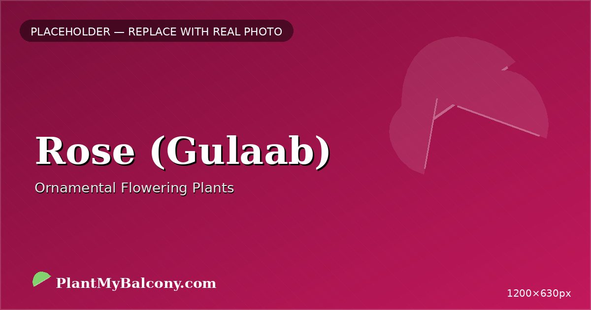 Rose (Gulaab) plant India