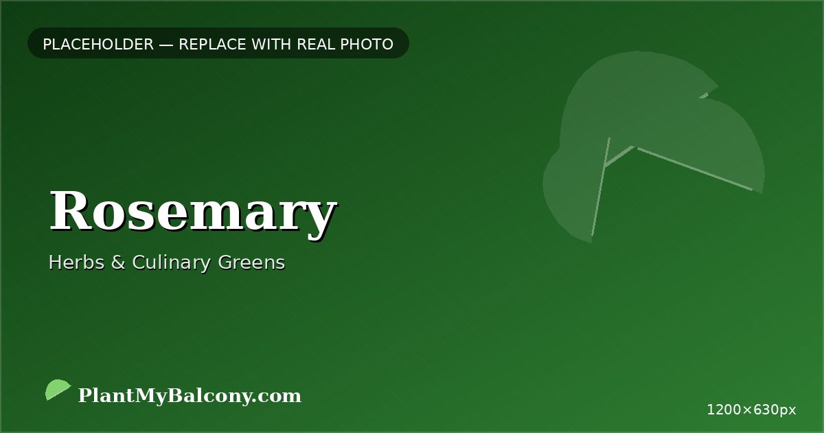 Rosemary plant India