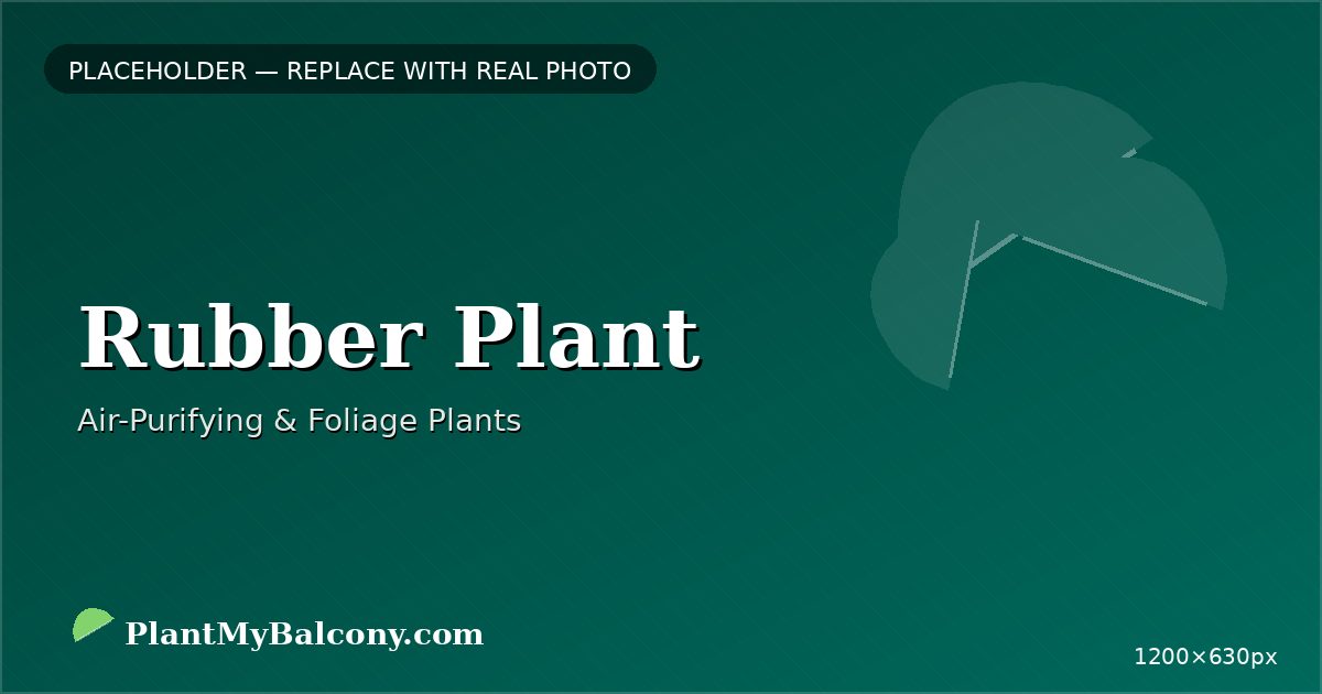 Rubber Plant plant India