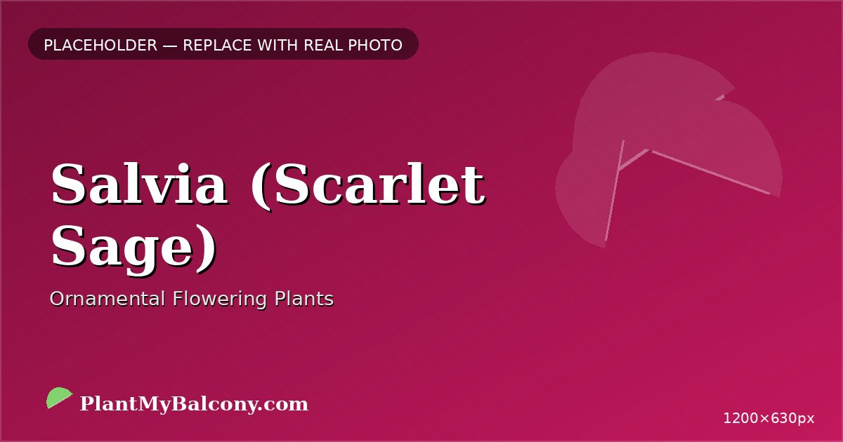 Salvia (Scarlet Sage)